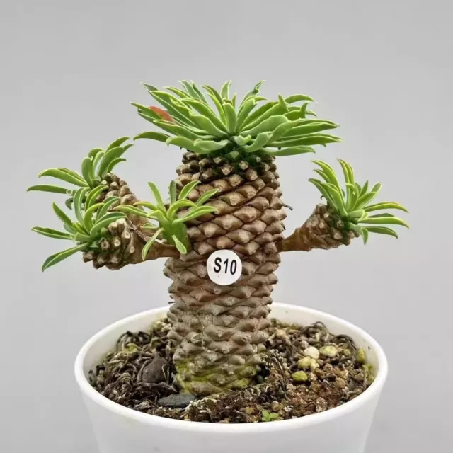 Height 3-12CM Succulent Cactus Live Plant Euphorbia Bupleurifolia Cactaceae Rare