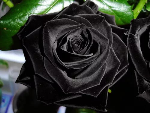 Rare Black Rose Flower Seeds Garden Plant, (Buy 1 Get 1 15% Off)