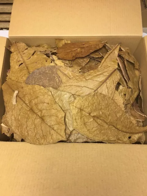 Seemandelbaumblätter 300 gr unsortierte B-Ware Catappa Leaves Wasseraufbereitung