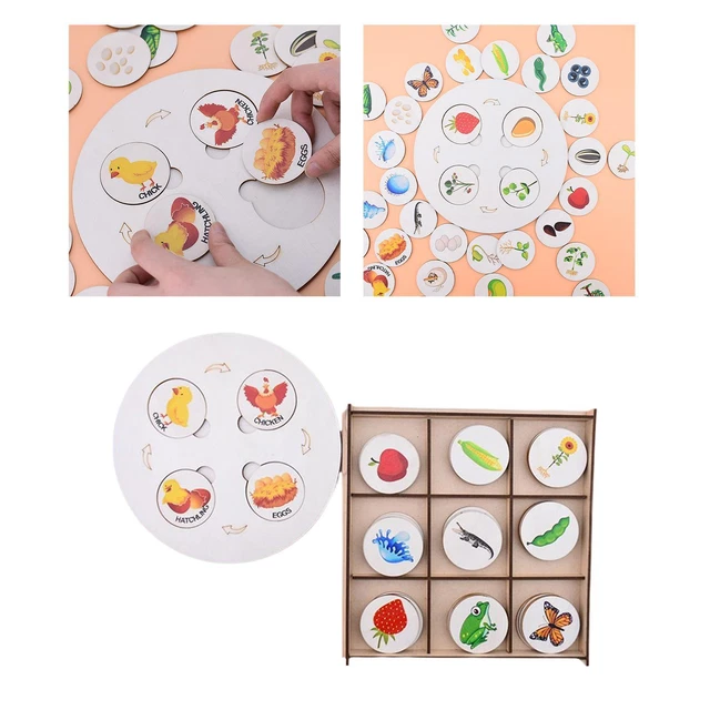 LIFE CYCLE MODEL Set Early Educational Matching Game for Children ...