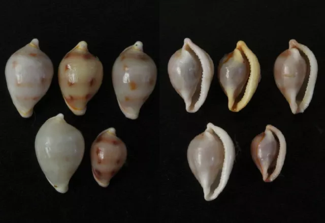 Seashells Inflatovula culmen 10 - 13.2mm F+++/GEM set of 5 specimens deep water