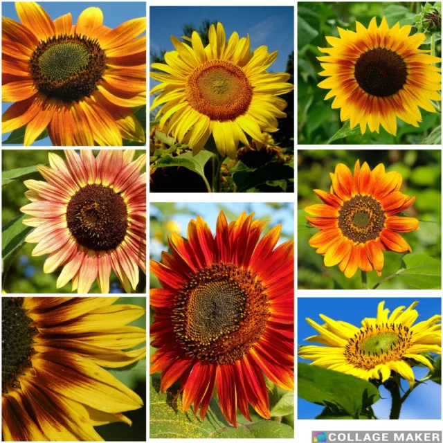 100 Samen Sonnenblumen Bunte Mischung Rot Braun Gelb Hoch Mehrblütig Verzweigt