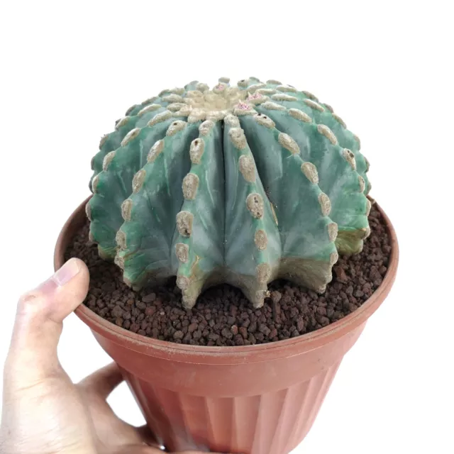 Ferocactus glaucescens var. inermis 271K - 271K - NO crested variegated 2