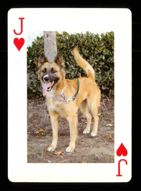 1 x Spielkarte Hund aus Zypern Serie - siehe Foto - Jack of Hearts S35