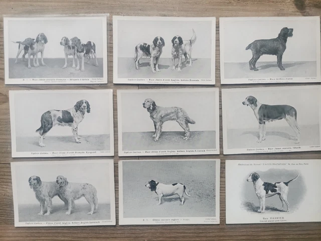 9x Vintage Illustrated Dog Postcards Set Carte Postale French Cliché Gaillard