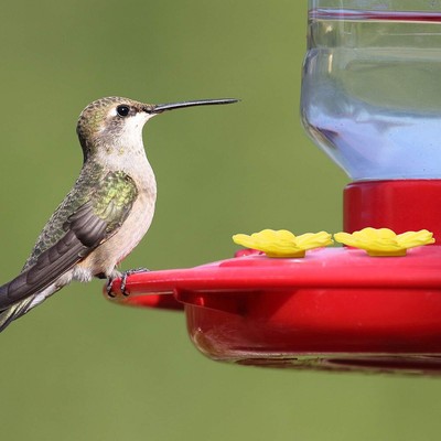 12pcs Mangeoires À Colibri Fleurs Mangeoire À Oiseaux De Remplacement 