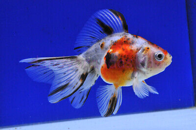 1" - 3" PACK OF 3 Calico Fantail Goldfish Live Fish for Pond *FREE SHIPPING*