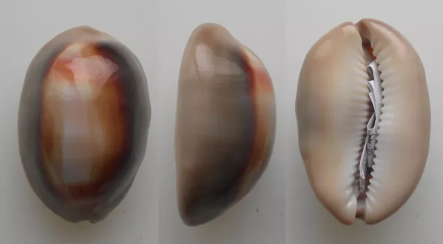 Conchiglia - shell  :  cypraea  ventriculus