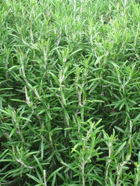 Organic Herb Rosemary 75 Seeds (Rosemarinus Officinalis)
