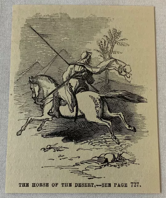 1877 small magazine engraving ~ ARAB RIDER ON THE HORSE OF THE DESERT
