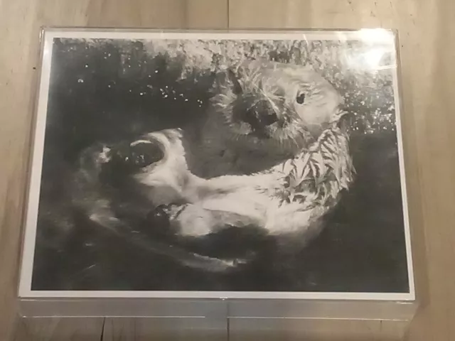 Monterey Bay Aquarium Original B&W Photo by Ken Bach Sea Otter 🦦 Souvenir 1993