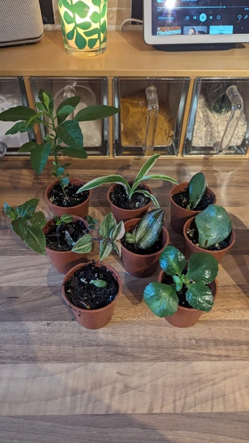 X8 Rooted Plant Cuttings - Baby Plants