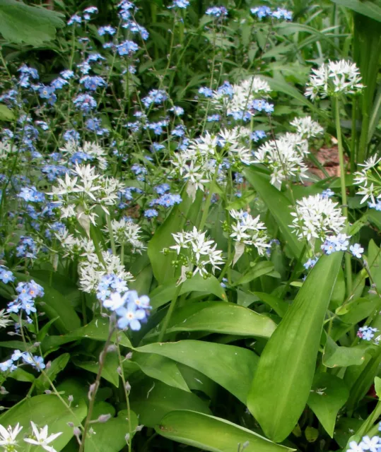 20 Bärlauch_Allium ursinum_ausgetriebene Knollen_gemischte Größen aus Biogarten