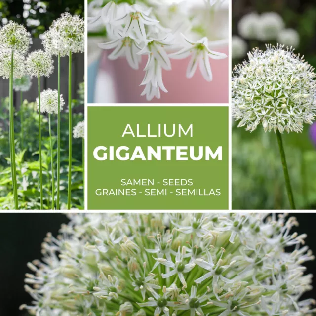 PORRO GIGANTE BIANCO (Allium giganteum) - 30 semi / confezione - porro ornamentale - resistente all'inverno