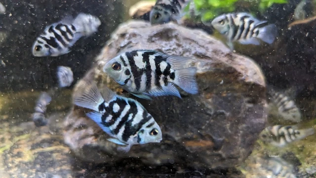Polar Blue Parrot Cichlid/Juvenile Pair/Quarter Sized +/FREE SHIPPING