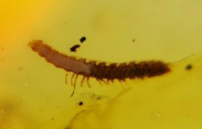 Authentique Ambre Burmite de 1,8 cm Inclusion MILLES PATTES 