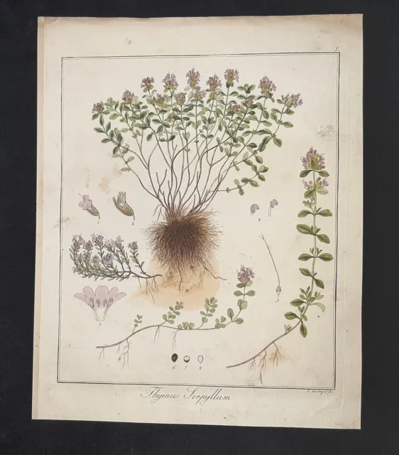 Kupferstich um 1835 + Text Thymus Serpyllum Sand-Thymian Hayne Guimpel Botanik