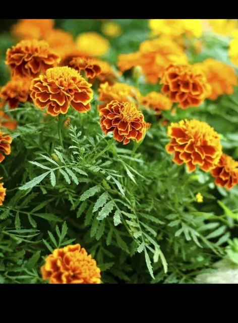 Clips de fixation pour plantes – Tuteurez facilement fleurs et légumes