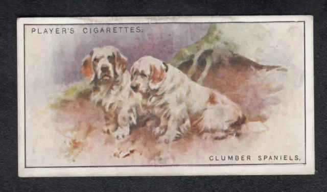 CLUMBER SPANIELS Vintage 1925 Dog Painting Card