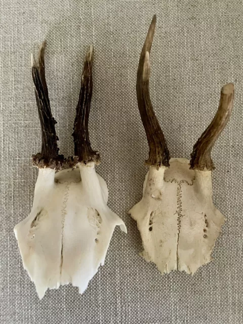 2x small Vintage Taxidermy Roe Deer Skulls Skeleton with Antlers