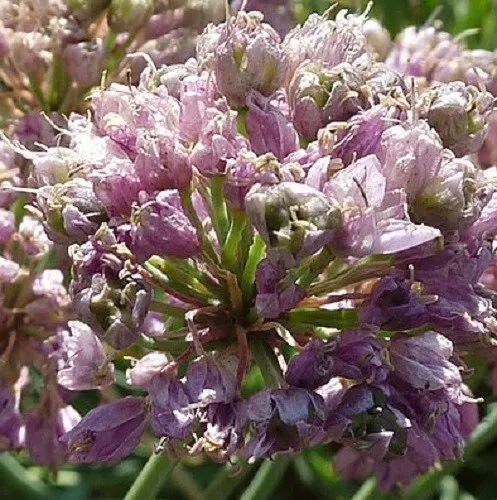 100 Samen Allium senescens ssp. montanum (lusitanicum) Berglauch