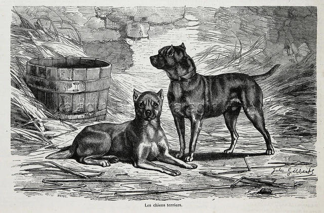 Dog Manchester Terrier Pair, Early View of Breed, 1870s Antique Engraving Print