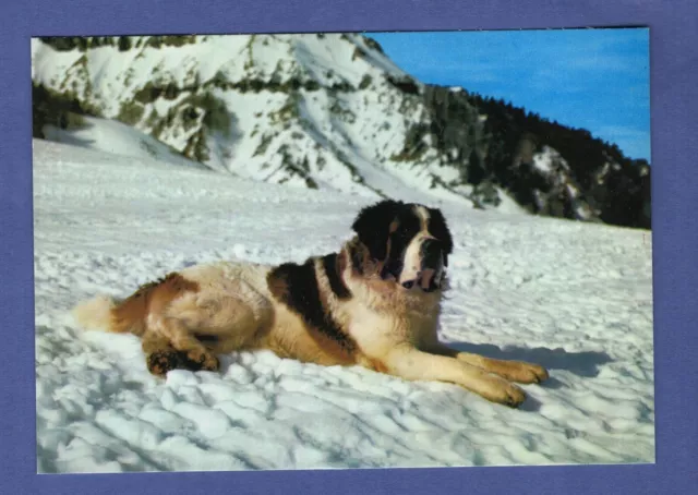GB * CPA / postcard: Chien, Toby, Saint-Bernard du Sancy