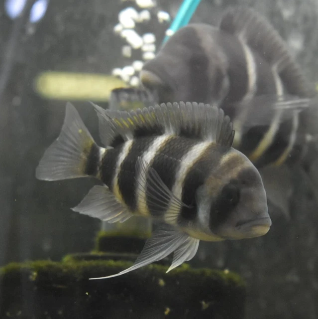Live Burundi Frontosa (5" Tropical Aquarium Fish) *PLS READ DESCR*