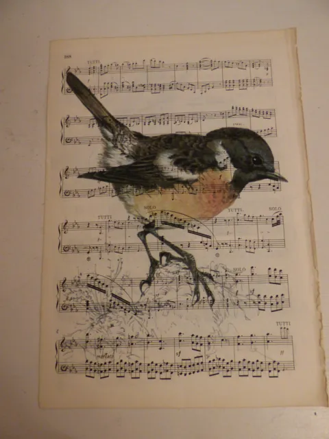 Vintage music sheet printed bird picture, wall art, antique, Stonechat