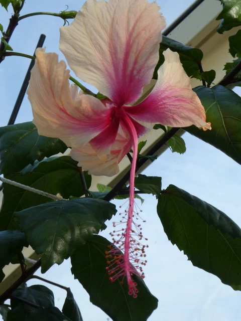 HIBISKUS ROSA SINENSIS "Rowena´s Wedding" Hibiscus Zimmerpflanze EUR 24