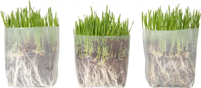 Window Garden Kit Cat Grass for Indoor Cats (3 Pack) -Easy to Grow Kitty Grass
