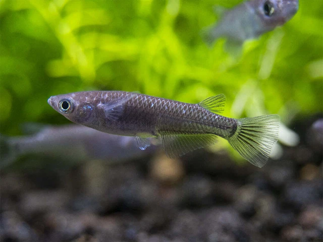 Group of 5+1 Live Jet Black Medaka Ricefish Freshwater Tropical Fish USA Bred