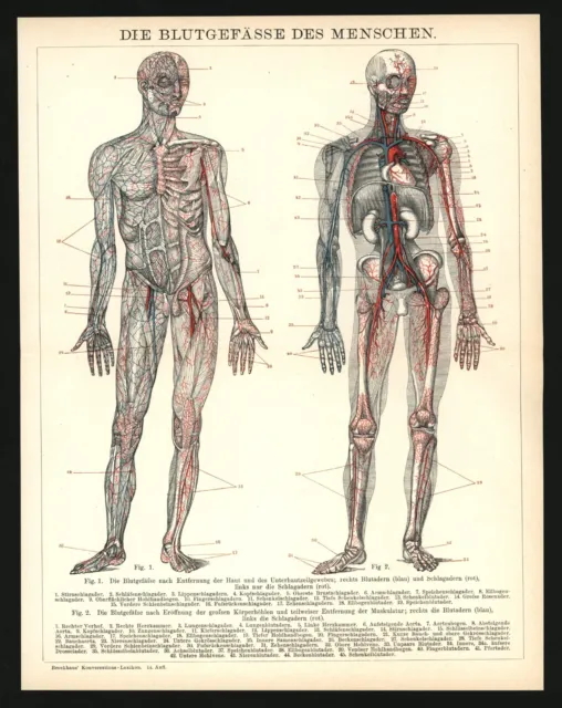 Druck anno 1896 - Medizin Blutbahnen Anatomie Arterien Venen Blutgefäße Adern