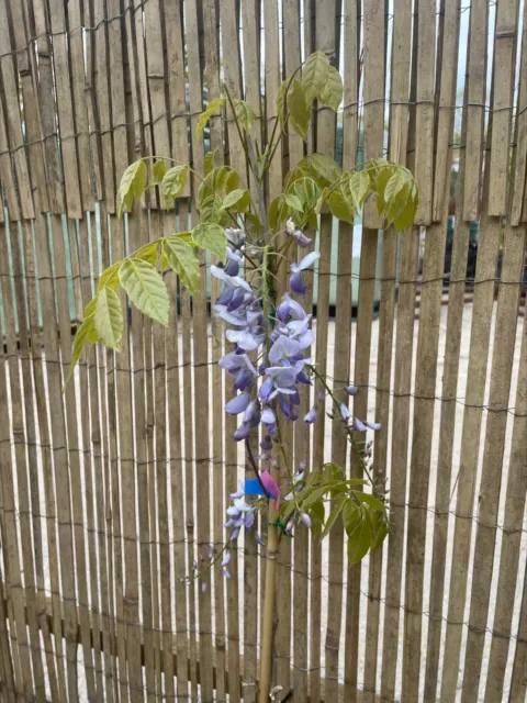 Wisteria Sinensis Prolific plant 2L 80-90cm flowering climber plant
