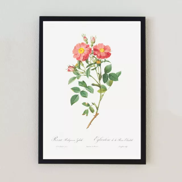 Antike botanische Illustration Vintage Retro Blume Wohnkultur 7x5 Kunstdruck