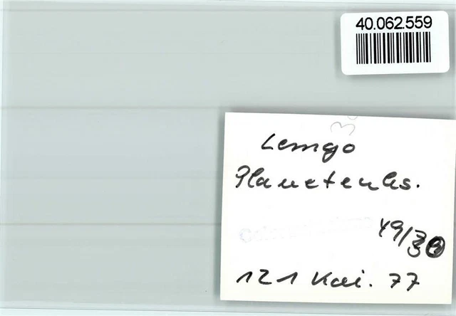 40062559 - 4920 Lemgo Planet House 2