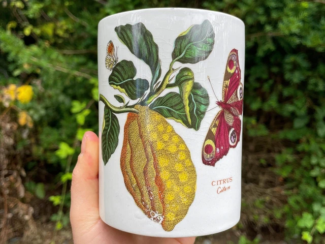 Pot Ceramic Butterfly Lemon Design Citrus Port Meirion Botanic Garden Storage