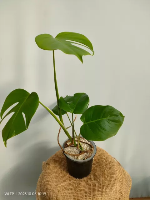 Monstera Deliciosa Green