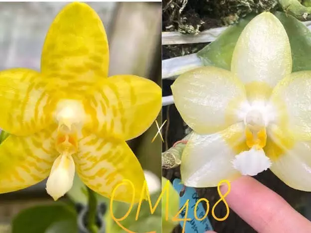 QM408: Phal. Mainshow Yellow Bird dark yellow x Yaphon Lover