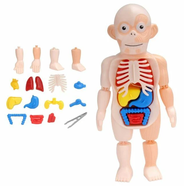 KID MONTESSORI 3D Puzzle Human Body Anatomy Model Educational Learning ...