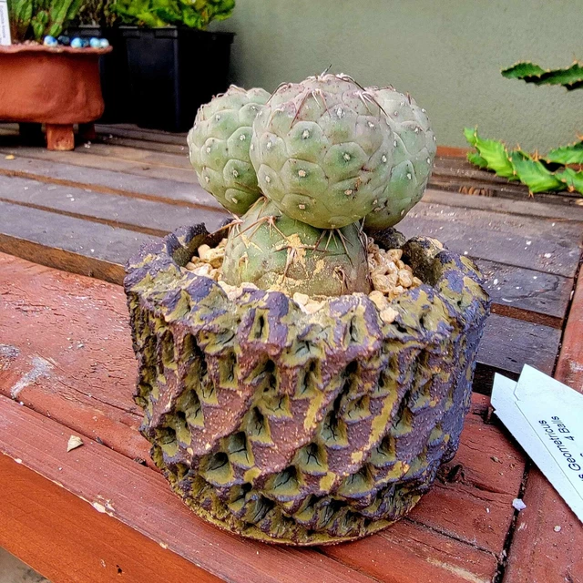 Peety Pots by Pablo Handmade Pottery - Wheel Thrown - Kiln Fired