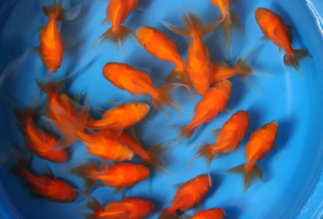 Live red Oranda small Goldfish  for fish tank, koi pond or aquarium