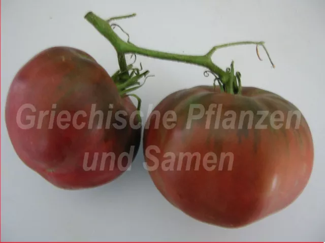 🔥 🍅 Tomate * Tomaten für kurze Sommer * kältetolerant * 10 Samen Tomatensamen