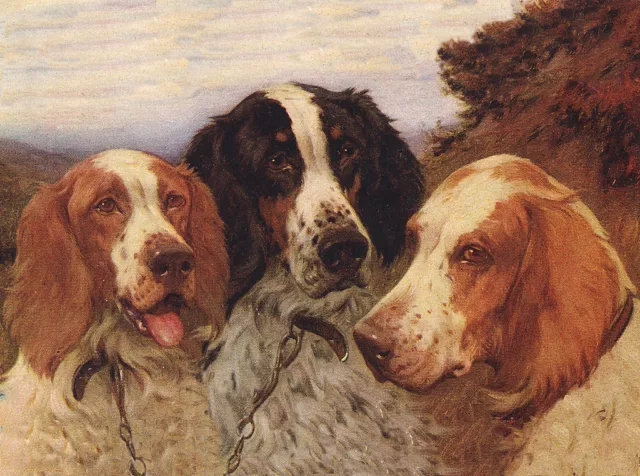 Irish Red And White Setter Dog Greetings Note Card Three Beautiful Dogs