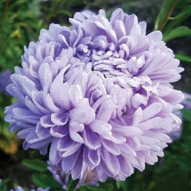 50+ Seeds Lovely Lilac Giant China Asters Fastest Germinating Seeds Fastest Germ