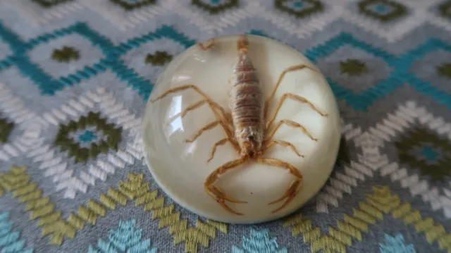 Vintage Collectible Maack Co. REAL SCORPION Round Dome Lucite Paperweight USA