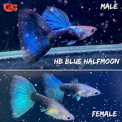 1 Trio - HB Blue Angel Guppy VIP - Live Aquatic Guppy Fish High Quality Grade A+