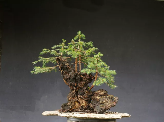 Bonsai outdoor winterhart Fichte, Picea,  H46 B48 D30 cm