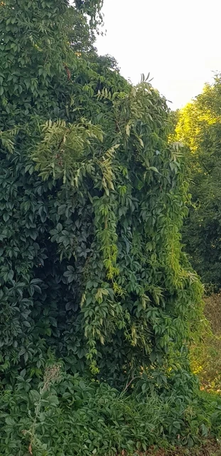 "Russischer" Wein,  großblättrige Sorte "Robusta", 10  Stecklinge