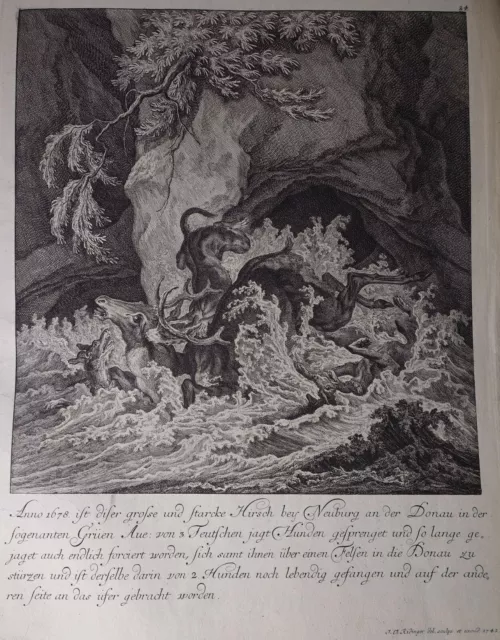 Jagd: Großer Kupferstich J.E. Ridinger 1742: Hunde jagen Hirsch 1678 in Neuburg